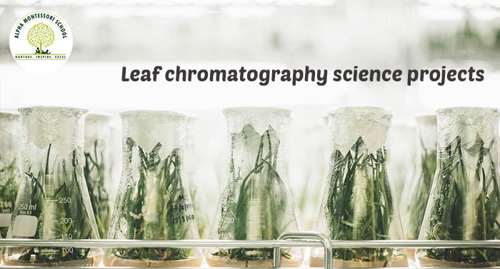 Leaf chromatography science projects