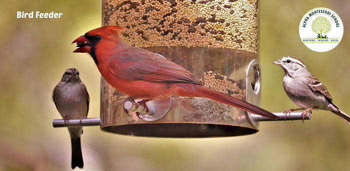 Bird Feeder - Alternative Gardening Ideas | Alpha Montessori