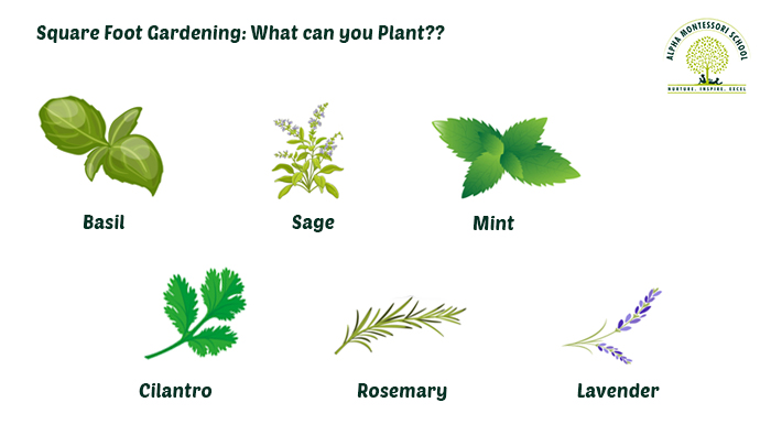 Herbs to Plant for Square Foot Gardening - Alpha Montessori