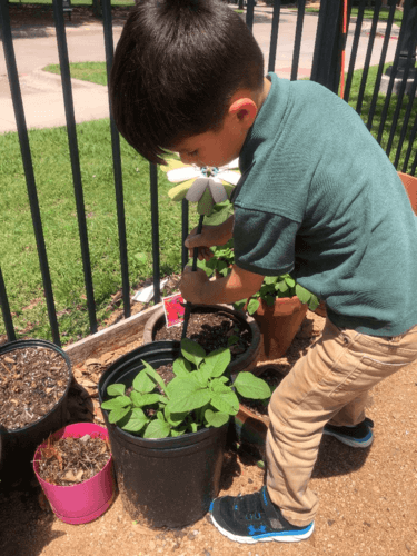 Gardening-activities-in-Alpha-Montessori-school